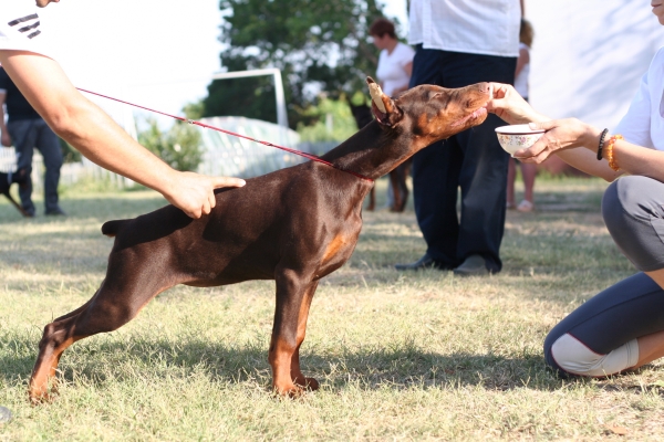 impala nightwish noem 3 months old.jpg